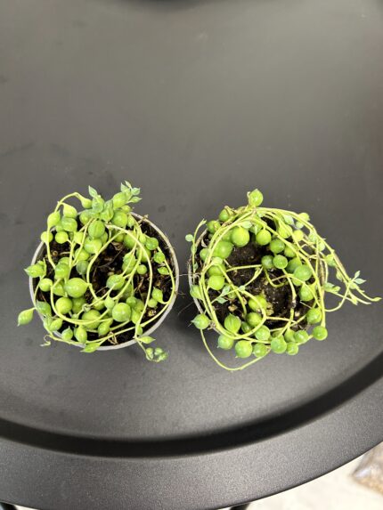 Senecio rowleyanus