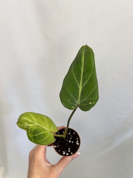 Philodendron Gloriosum baby