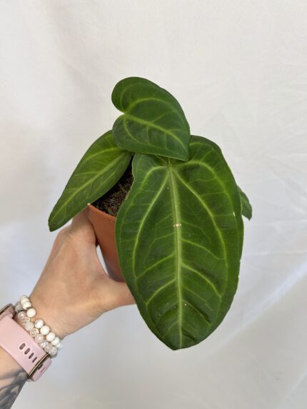 Anthurium Villenaorum