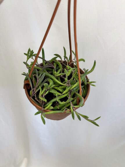 Senecio herreianus Purple Flush