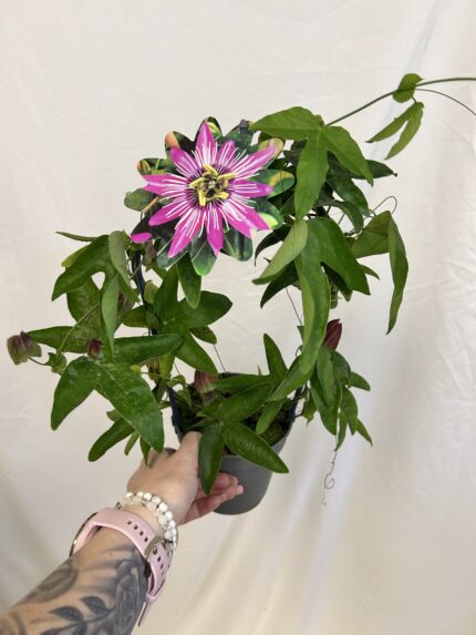 Mučenka na kruhu (Passiflora) ružová