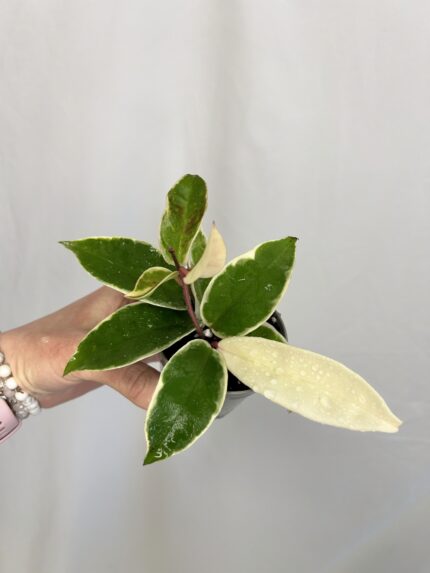 Hoya carnosa Krimson Queen (baby)