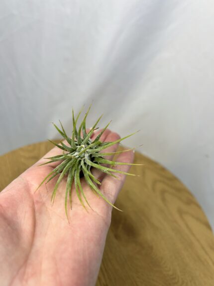 Tillandsia zelená