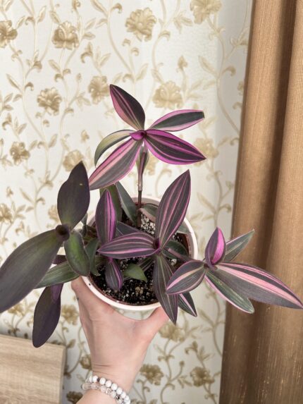 Tradescantia pallida