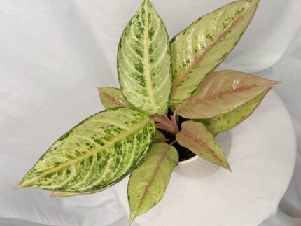 Aglaonema Chartreuse Pretty