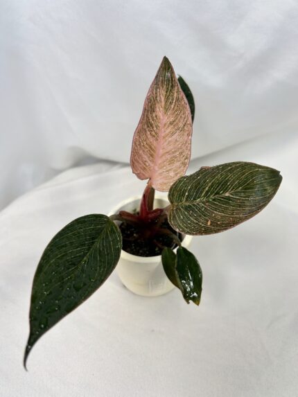 Philodendron ‘Birkin Pink’