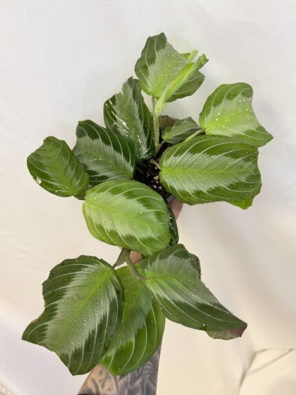 Maranta leuconeura ‘Silver Band’