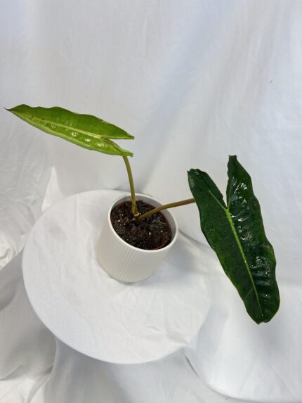Philodendron Billietiae
