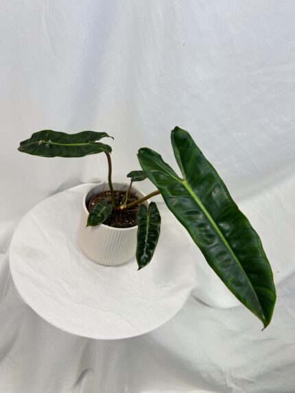 Philodendron Billietiae