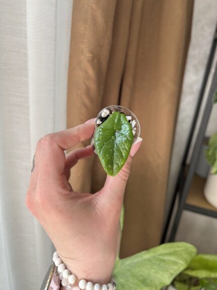 Alocasia scalprum (baby)
