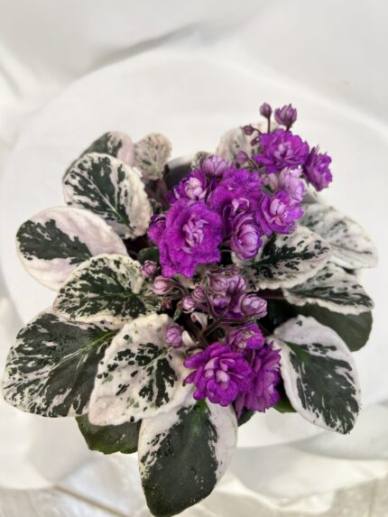 Saintpaulia variegata - panašovaná fialka