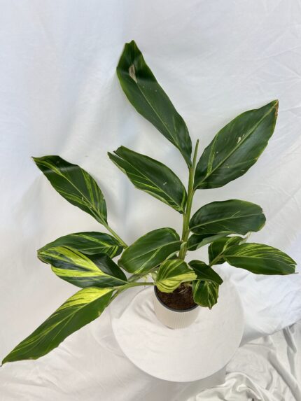 Alpinia zerumbet ‘Variegata’