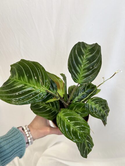 Maranta leuconeura ‘Exclusive Dark’