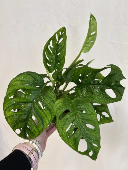 Monstera adansonii (Monkey Mask)