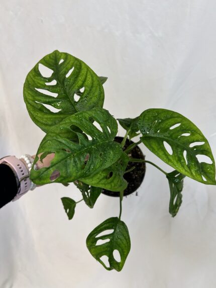 Monstera adansonii (Monkey Mask) menšia
