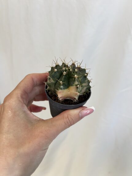 Gymnocalycium mihanovichii (Moon cactus“ alebo „Phoenix cactus)
