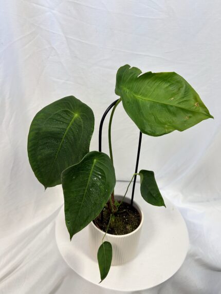 Anthurium peltigerum