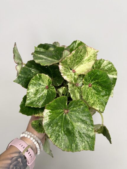 Begonia 'Rouge Variegata'