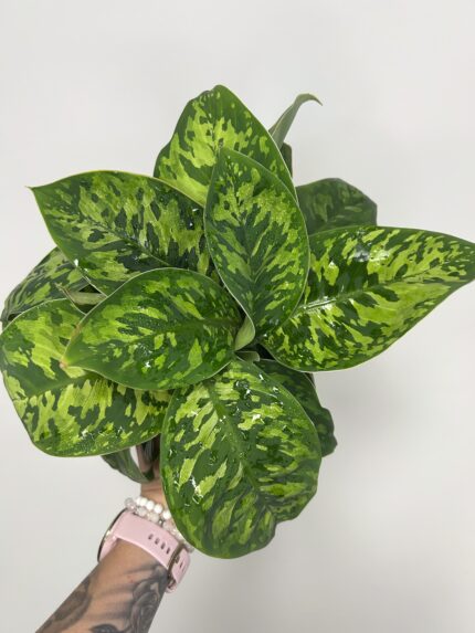 Homalomena 'Camouflage'