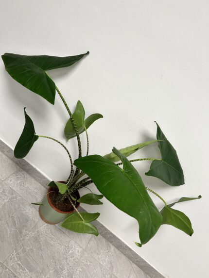 Alocasia zebrina (Veľká)