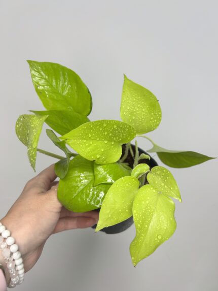 Epipremnum golden pothos (Epipremnum aureum)