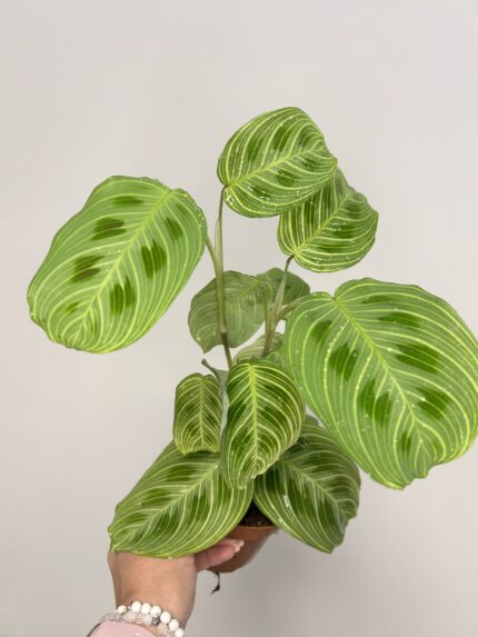 Maranta leuconeura ‘Fantasy’ (menšia)