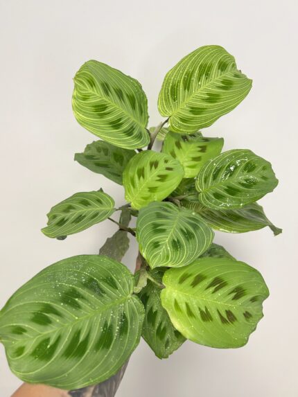 Maranta leuconeura ‘Fantasy’