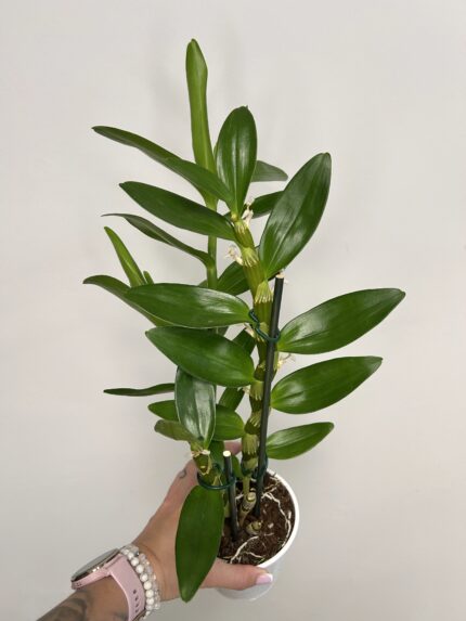 Dendrobium 'Bright Eye'