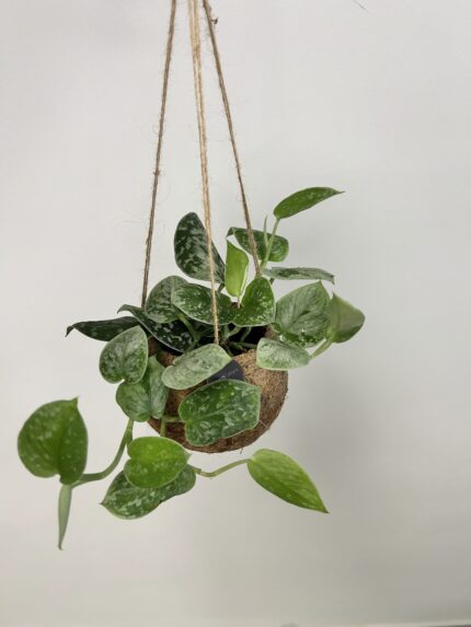 Kokedama -  Scindapsus