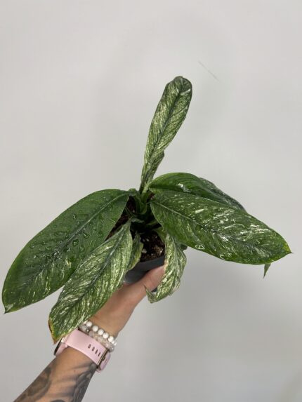 Spathiphyllum ‘Sensation Variegata‘ (Lopatkovec)