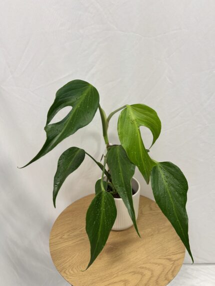 Monstera Burle Marx Flame
