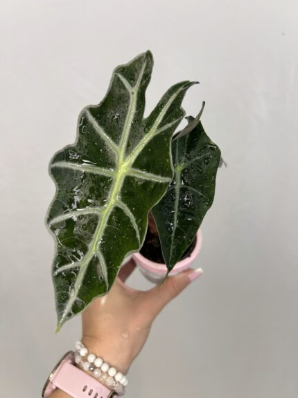 Alocasia Polly (baby)