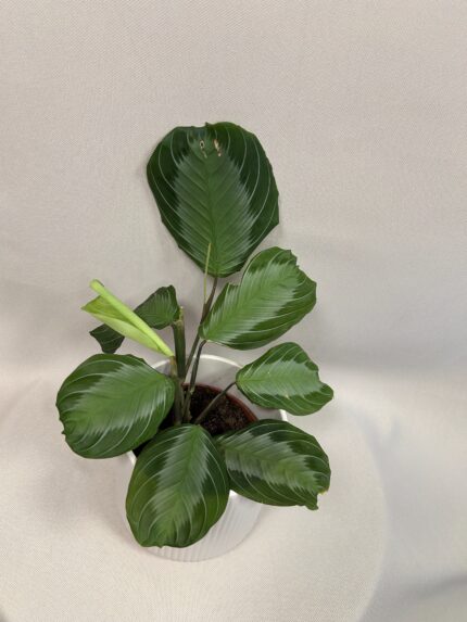 Maranta leuconeura ‘Silver Band’ (menšia)