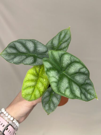Alocasia Silver Dragon Gold