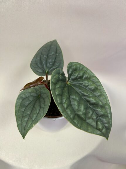 Anthurium luxurians