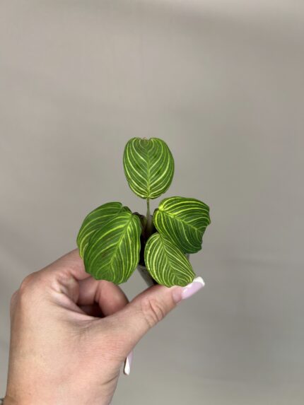 Maranta leuconeura ‘Fantasy’ (mini)