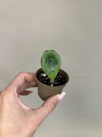 Alocasia melo - hluzka