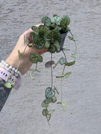 Lampášik (Ceropegia woodii)