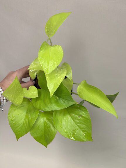 Epipremnum golden pothos (Epipremnum aureum)