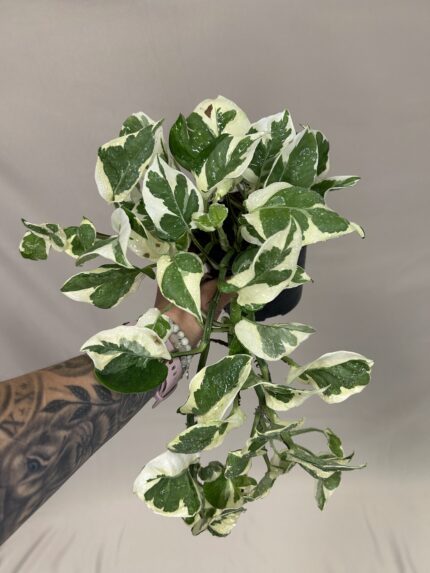 Epipremnum pinnatum ‘N’Joy’