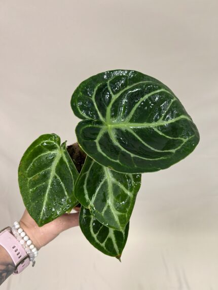 Anthurium crystallinum Silver Blush ( menší)