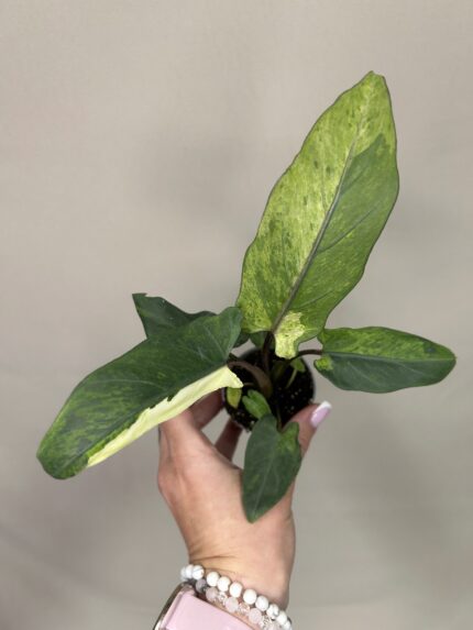 Alocasia lauterbachiana 'Variegata'