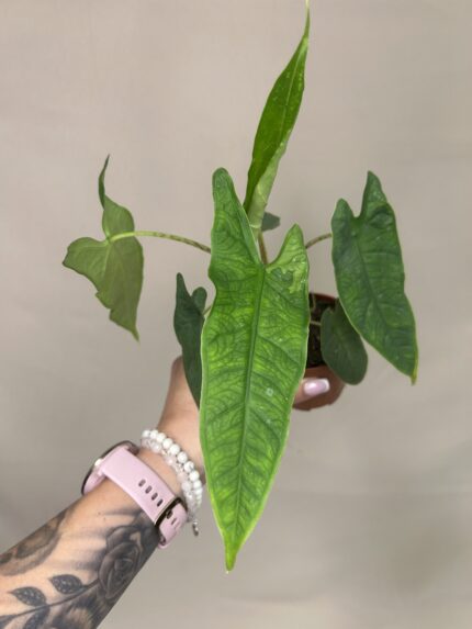 Alocasia sulawesi 'Green Carpet'