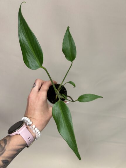 Monstera Burle Marx Flame (baby)