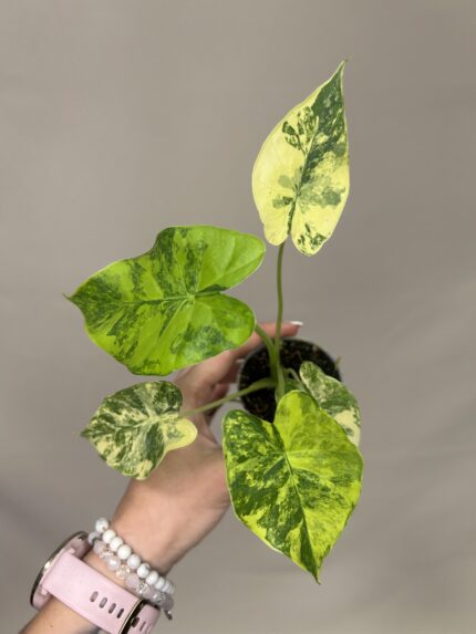 Alocasia macrorrhizos 'Aurea Variegata'