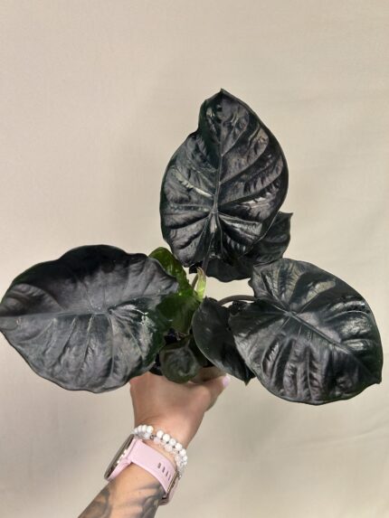 Alocasia Infernalis Black Magic
